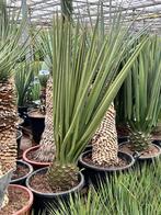 Winterharde Yucca Treculeana - sterke palmlelie voor buiten!, Volle zon, Vaste plant, Zomer, Ophalen