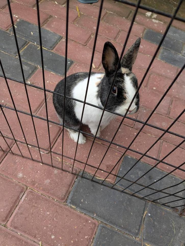 Nieuwsgierig mannetjes dwerg konijn, Dieren en Toebehoren, Konijnen, Dwerg, Mannelijk, 0 tot 2 jaar