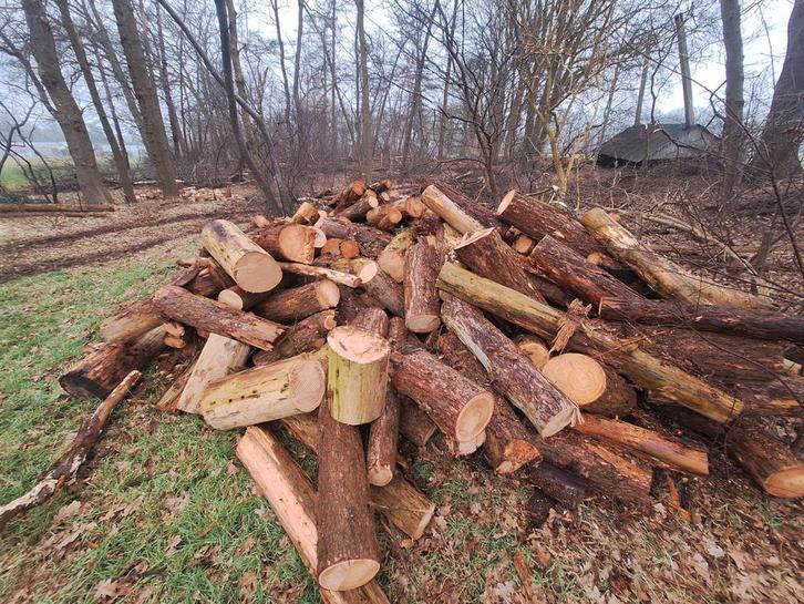 Dennenhout / Larix, Tuin en Terras, Haardhout, Stammen, Overige houtsoorten, 6 m³ of meer, Ophalen