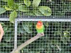 Agapornis, Dieren en Toebehoren, Vogels | Parkieten en Papegaaien
