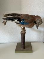 Opgezette vlaamse gaai, Ophalen of Verzenden, Zo goed als nieuw, Vogel, Opgezet dier