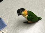 Zwartkop caique, Dieren en Toebehoren, Vogels | Parkieten en Papegaaien, Mannelijk, Papegaai, Geringd