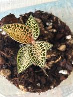 Jewel orchid Anoectochilus roxburghii hybrid, Huis en Inrichting, Kamerplanten, Ophalen of Verzenden, Halfschaduw, Minder dan 100 cm