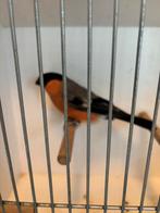 Noordse goudvink man 2023, Dieren en Toebehoren, Vogels | Overige Vogels, Mannelijk, Wildzangvogel