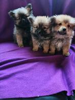pomeriaan  Dwergkees pups, Dieren en Toebehoren, Honden | Chihuahua's en Gezelschapshonden, Overige rassen, Meerdere, Meerdere dieren