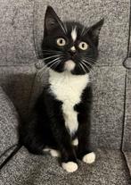 Sociale en speelse kitten katertje, Dieren en Toebehoren, Katten en Kittens | Overige Katten, Kater, Kortharig, 0 tot 2 jaar