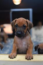 Rhodesian ridgeback pups met stamboom, Dieren en Toebehoren, Honden | Beagles, Bassets en Lopende honden, Rabiës (hondsdolheid)