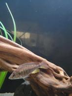 Cichliden, 33 - 40 uur, Overige niveaus, Overige vormen