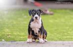 American bully XL puppy teefje uit geteste ouders, Rabiës (hondsdolheid), Meerdere, Teef, 8 tot 15 weken