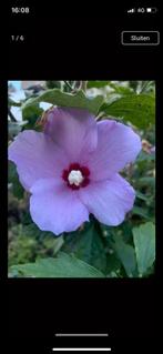 Hibiscus struik, paars/roze en wit, diverse hoogtes, Ophalen, Overige soorten