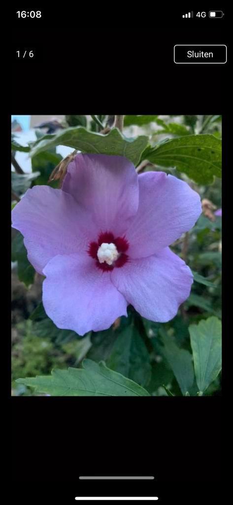 Hibiscus struik, paars/roze en wit, diverse hoogtes, Tuin en Terras, Planten | Struiken en Hagen, Overige soorten, Ophalen