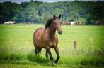 Gezocht verzorgster voor mijn grote draver in vogelenzang, Dieren en Toebehoren, Ophalen