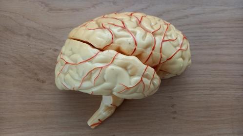 Anatomisch model Rechter Hersenhelft in drie delen, Antiek en Kunst, Antiek | Overige Antiek, Ophalen of Verzenden