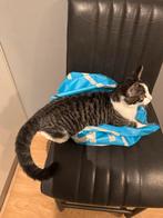 Boef zoekt nieuw baasje, Kater, Kortharig, 0 tot 2 jaar