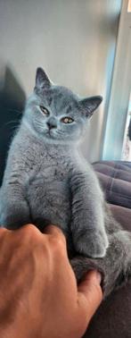 Britse korthaar kittens, Dieren en Toebehoren, Katten en Kittens | Raskatten | Korthaar, Meerdere dieren, Ontwormd, 0 tot 2 jaar