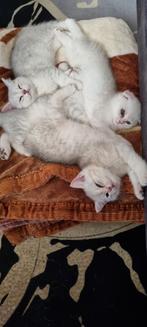 Brits korthaar & scottish fold, Dieren en Toebehoren, Katten en Kittens | Raskatten | Korthaar, Meerdere dieren, Ingeënt