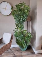 Hele grote plant, Huis en Inrichting, Woonaccessoires | Zuilen en Pilaren, Ophalen