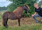 Super mooi mini paardje, Dieren en Toebehoren, Pony's, Merrie, A pony (tot 1.17m), Recreatiepony, 3 tot 6 jaar