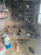 Sier duiven, Dieren en Toebehoren, Pluimvee, Meerdere dieren, Overige soorten