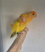 Gezocht bonte Agapornis roseicollis, Meerdere dieren, Dwergpapegaai of Agapornis, Geringd