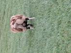 Bonte rammen., Mannelijk, Schaap