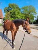 3 jarige merrie en 16 jarige elite fokmerrie te koop, Dieren en Toebehoren, Merrie, Springpaard, 3 tot 6 jaar