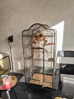 pyrrhura vogel met papegaaienkooi met rand, Dieren en Toebehoren, Vrouwelijk, Parkiet