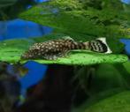 Ancistrus borstelneus algeneter jongen, Dieren en Toebehoren, Vis