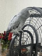 Grijze roodstaart, Mannelijk, Papegaai, Pratend