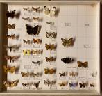 Vlinders in lijst, Verzamelen, Dierenverzamelingen, Ophalen of Verzenden, Zo goed als nieuw, Insect, Opgezet dier