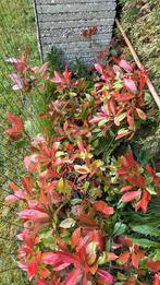 Photinia red Robin haagplanten, Overige soorten, Minder dan 100 cm, Struik, Ophalen
