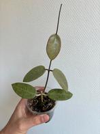 Hoya Silver Dollar (MB1405-AG), Huis en Inrichting, Kamerplanten, Ophalen of Verzenden, Halfschaduw, Minder dan 100 cm