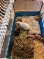 Nestje cavia’s, Dieren en Toebehoren, Knaagdieren, Cavia, Januari, Meerdere dieren, Tam