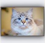 mooi zeer lief, zuivere ragdoll poes lynx mitted 4 jaar jong, Poes, Gechipt