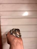 Broedeieren te koop!, Dieren en Toebehoren, Pluimvee, Geslacht onbekend, Overige soorten