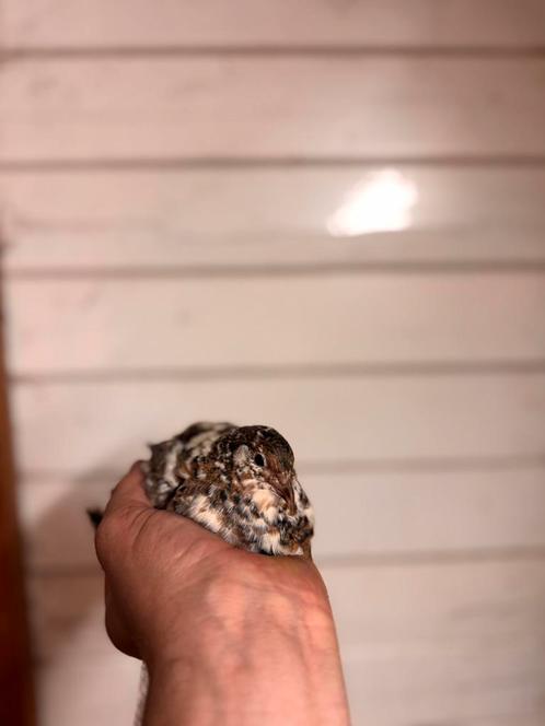 Broedeieren te koop!, Dieren en Toebehoren, Pluimvee, Overige soorten, Geslacht onbekend