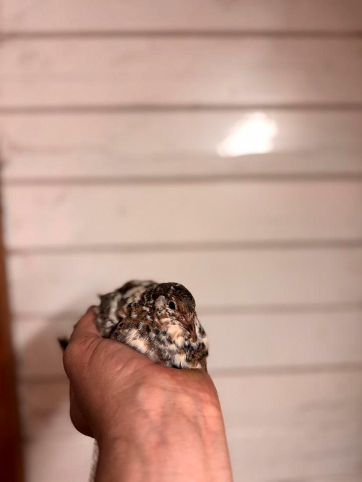 Broedeieren te koop!, Dieren en Toebehoren, Pluimvee, Overige soorten, Geslacht onbekend