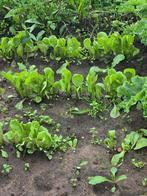 Andijvie en sla planten, Tuin en Terras, Planten | Tuinplanten, Volle zon, Groenteplanten, Eenjarig, Ophalen of Verzenden