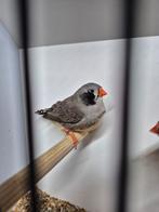 Zebravink zwartwang, Dieren en Toebehoren, Vogels | Overige Vogels, Meerdere dieren, Tropenvogel, Geringd