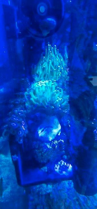 Koraal stekken te koop, Dieren en Toebehoren, Vissen | Aquariumvissen, Overige typen