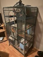 Sugar gliders, Dieren en Toebehoren, Knaagdieren, Meerdere dieren, Overige typen, Voor 1 juli 2024, Tam