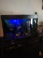 Jewel Aquarium (Panorama), Dieren en Toebehoren, Ophalen, Zo goed als nieuw, Gevuld zoetwateraquarium