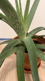 Aloe Vera Plant in Clay Pot, Vetplant, In pot, Minder dan 100 cm, Groene kamerplant