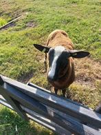 zwartbles ram, Mannelijk, Schaap