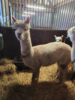 Mooie en Lieve Alpaca Merrie met Veulen en drachtig!, Dieren en Toebehoren, Overige Dieren, Vrouwelijk, Voor 1 juli 2024