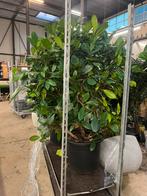 Grote Ficus cyathistipula – dikke stam, Ophalen, Ficus, Halfschaduw, Minder dan 100 cm