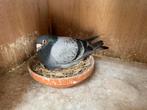 Jongen uit de kwekers, Dieren en Toebehoren, Vogels | Duiven, Meerdere dieren