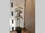 Persea americana , Avocadoplant eetbaar, Volle zon, Vaste plant, Ophalen of Verzenden, Zomer