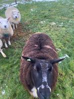 2 drachtige schapen, Vrouwelijk, Schaap, 3 tot 5 jaar