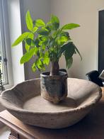 Handgemaakt Franse Vergrijsd Hout XL Schaal uit 1 stuk HOFFZ, Ophalen of Verzenden